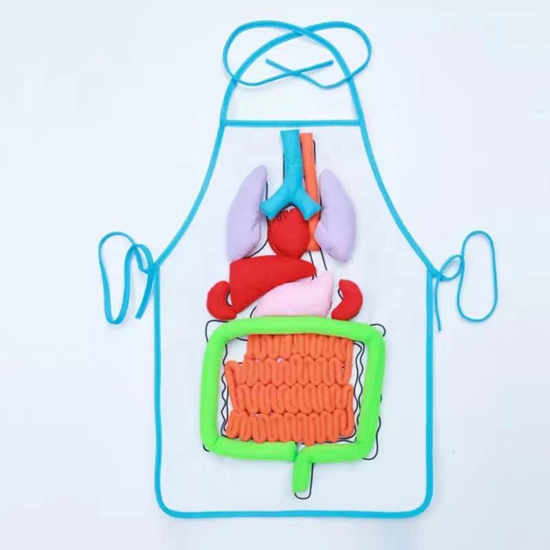 Anatomy apron hot sale toy