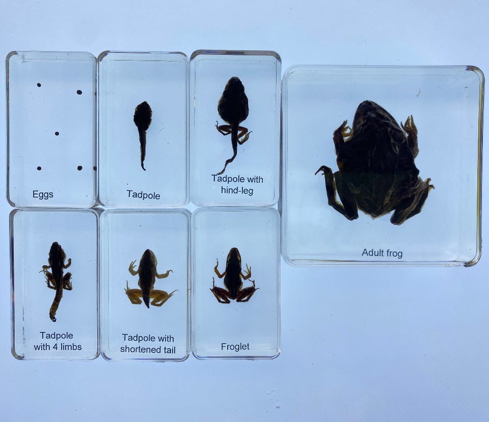 blocks Frog life cycle in Resin Best Montessori – Specialty