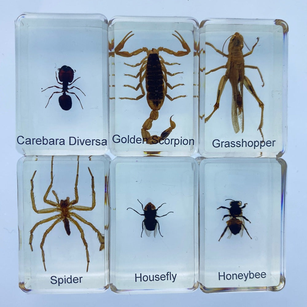 6 Insects in Resin - Best Montessori – Specialty Toys Australia